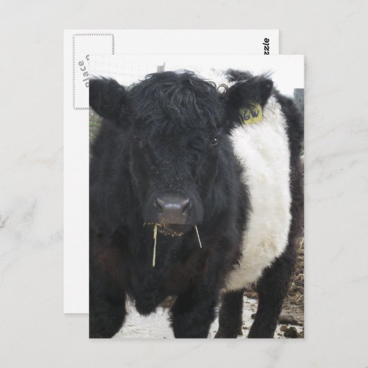 Galloway Kuh Eating Hay Postkarte (Vorne/Hinten)