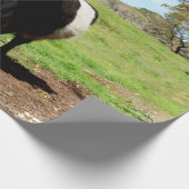 Galloway-Kuh, gelb, Geschenkpapier (Ecke)