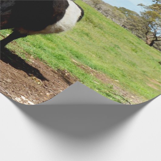 Galloway-Kuh, gelb, Geschenkpapier (Ecke)