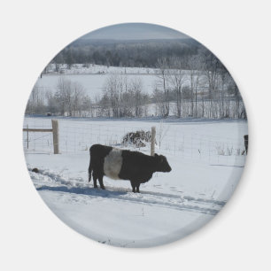 Galloway Kuh in einer verschneiten Landschaft Magnet