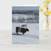 Galloway Kuh in einer verschneiten Landschaftskart Karte (Gelbe Blume)