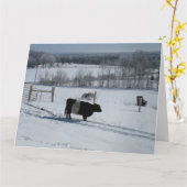 Galloway Kuh in einer verschneiten Landschaftskart Karte (Gelbe Blume)