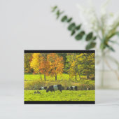 Galloway-Kuh in Glockenhaltung auf Rockport-Maine- Postkarte (Stehend Vorderseite)