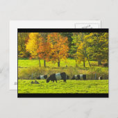 Galloway-Kuh in Glockenhaltung auf Rockport-Maine- Postkarte (Vorne/Hinten)