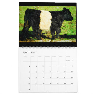 Galloway Kuh Rind Aquarellbilder Kalender