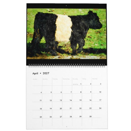 Galloway Kuh Rind Aquarellbilder Kalender (Apr 2027)