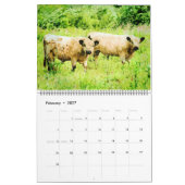 Galloway Kuh Rind Aquarellbilder Kalender (Feb 2027)
