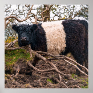 Galloway Kuh Stehend von gefallenem Baum Poster