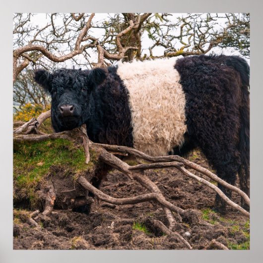 Galloway Kuh Stehend von gefallenem Baum Poster (Vorne)