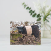 Galloway Kuh Stehend von gefallenem Baum Postkarte (Stehend Vorderseite)