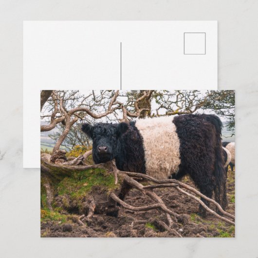 Galloway Kuh Stehend von gefallenem Baum Postkarte (Vorne/Hinten)