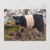 Galloway Kuh Stehend von gefallenem Baum Postkarte (Vorderseite)