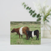 Galloway-Kuh und Kalb Postkarte (Stehend Vorderseite)