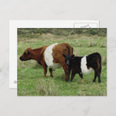 Galloway-Kuh und Kalb Postkarte (Vorne/Hinten)