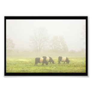 Galloway Kuh Weiden auf nebelbewirtschaftetem Feld Fotodruck