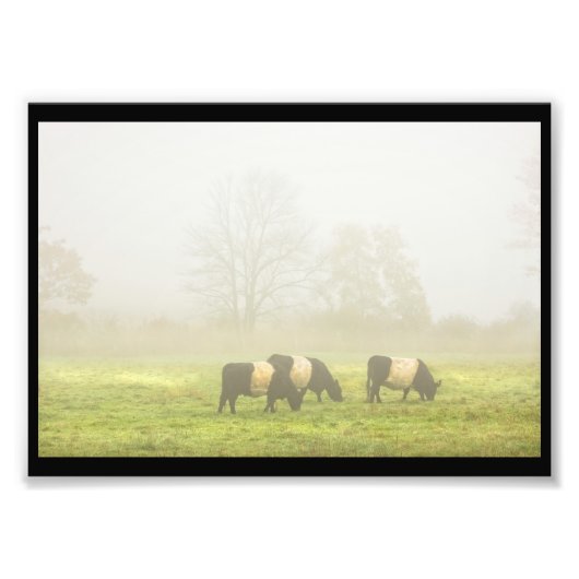 Galloway Kuh Weiden auf nebelbewirtschaftetem Feld Fotodruck (Vorne)