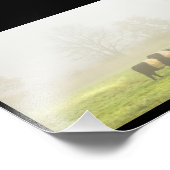 Galloway Kuh Weiden auf nebelbewirtschaftetem Feld Fotodruck (Ecke)