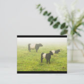 Galloway Kuh Weiden auf nebelbewirtschaftetem Feld Postkarte (Stehend Vorderseite)