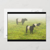 Galloway Kuh Weiden auf nebelbewirtschaftetem Feld Postkarte (Vorne/Hinten)