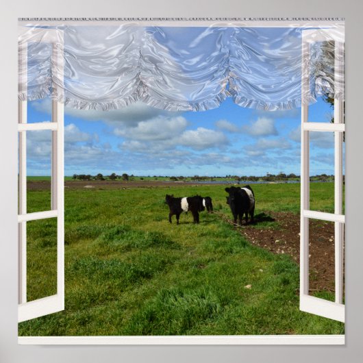 Galloway Kühe durch ein Fenster, Poster (Vorne)