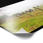 Galloway Kühe in Rockport Maine Fotodruck (Ecke)