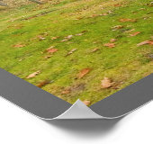 Galloway Kühe in Rockport Maine Poster (Ecke)