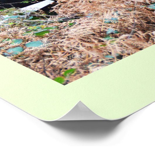 Galloway-Rinder in Cornwall Poster (Ecke)