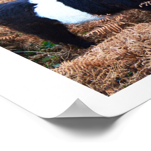 Galloway-Rinder Poster (Ecke)