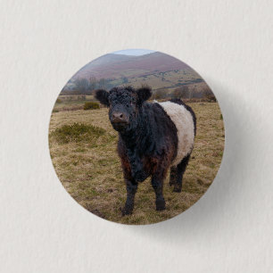 Galloway Stehend Stolz auf Dartmoor Farmlan Button
