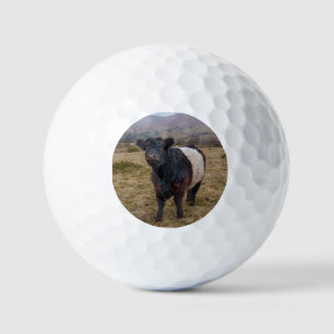 Galloway Stehend Stolz auf Dartmoor Farmlan Golfball