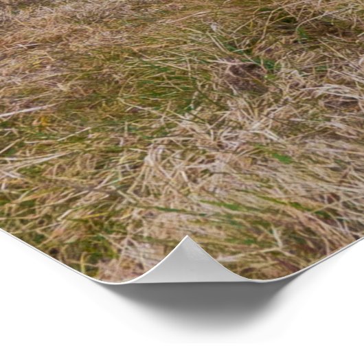 Galloway Stehend Stolz auf Dartmoor Farmlan Poster (Ecke)