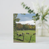 Galloways Postkarte (Stehend Vorderseite)