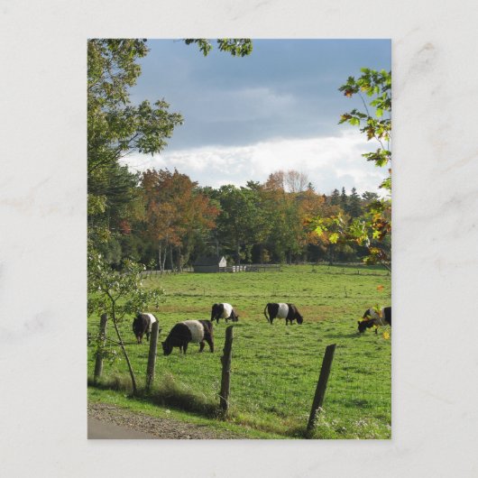 Galloways Postkarte (Vorderseite)