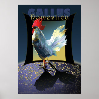 Gallus Domestica Poster