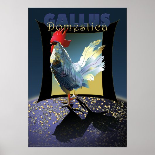 Gallus Domestica Poster (Vorne)