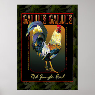 GallusGallusInternational Poster