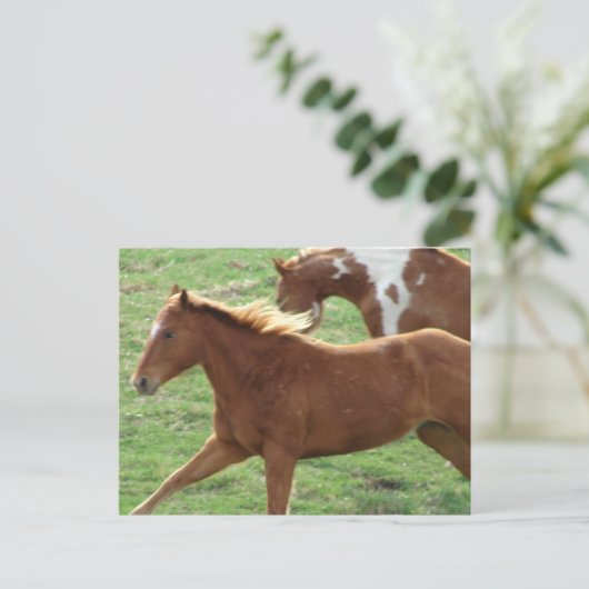 Galopp Postkarte (Stehend Vorderseite)