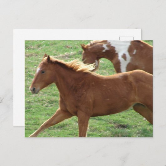 Galopp Postkarte