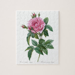 Galtische rosa Rosenblüte alte Vintage-Illustratio Puzzle