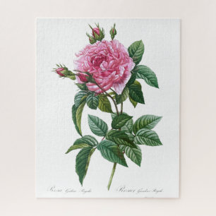 Galtische rosa Rosenblüte alte Vintage-Illustratio Puzzle