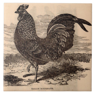 Galus Sonneratii Hahnenprint aus dem 19. Jahrhunde Fliese