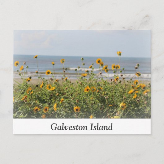 Galveston Island Beach Blume Postcard Postkarte (Vorderseite)