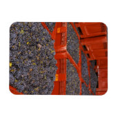 Gamay-Trauben aus der Ernte im Magnet (Horizontal)