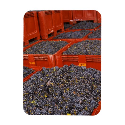 Gamay-Trauben aus der Ernte im Magnet (Vertikal)
