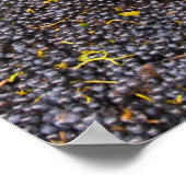 Gamay-Trauben aus der Ernte im Poster (Ecke)