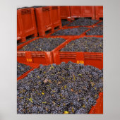 Gamay-Trauben aus der Ernte im Poster (Vorne)