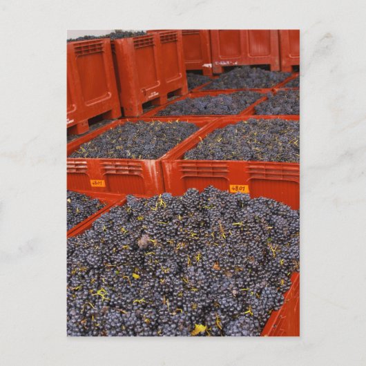 Gamay-Trauben aus der Ernte im Postkarte (Vorderseite)