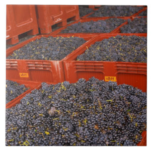 Gamay-Trauben direkt von der Ernte bei der Fliese