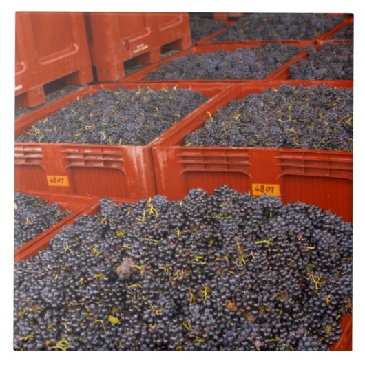 Gamay-Trauben unmittelbar nach der Ernte im Fliese (Vorderseite)