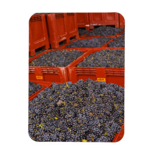 Gamay-Trauben unmittelbar nach der Ernte im Magnet